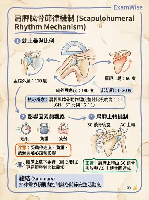 物治 - 肩胛生物力學與神經損傷 - AI 圖文解析預覽