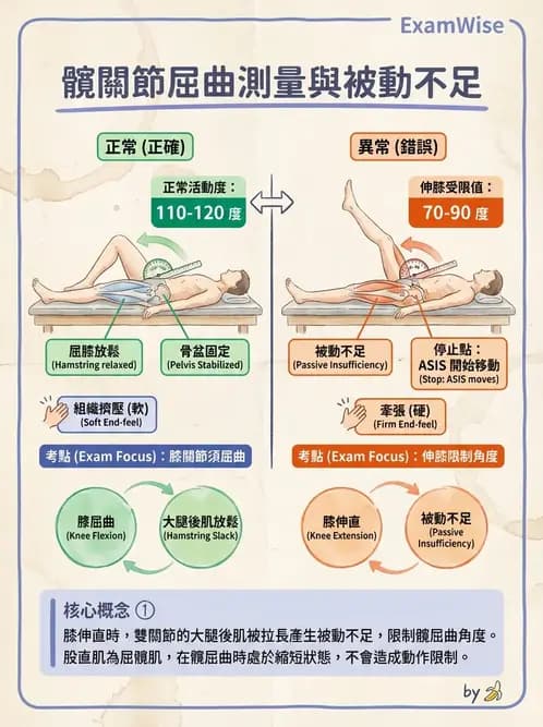 物治 - 髖關節解剖與評估 - AI 圖文解析預覽