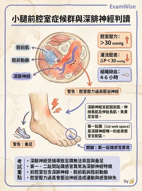 物治 - 踝關節損傷與復健 - AI 圖文解析預覽
