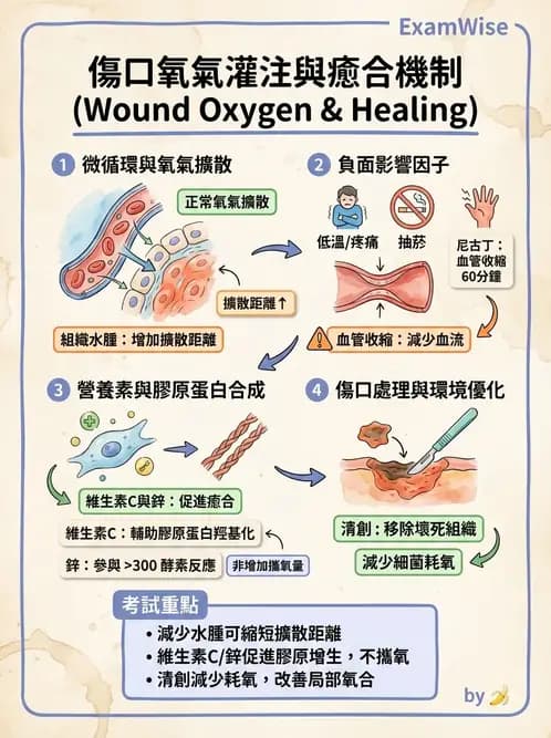 物治 - 皮膚與淋巴系統物理治療 - AI 圖文解析預覽