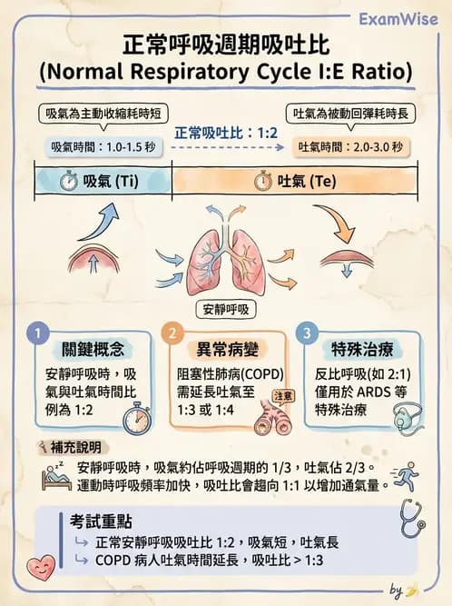 物治 - 呼吸解剖、生理與力學 - AI 圖文解析預覽