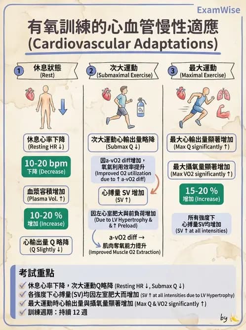 物治 - 運動生理學與能量代謝 - AI 圖文解析預覽