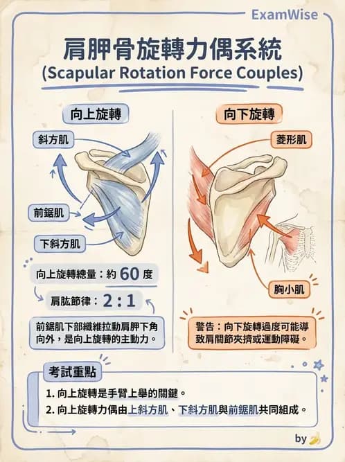 物治 - 上肢與頭頸肌肉解剖 - AI 圖文解析預覽