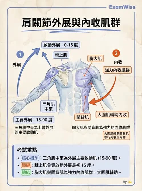 物治 - 上肢與頭頸肌肉解剖 - AI 圖文解析預覽