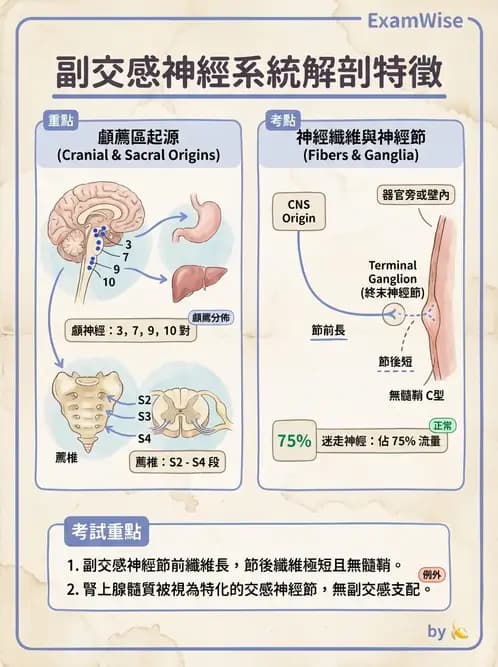 物治 - 周邊與自主神經解剖 - AI 圖文解析預覽