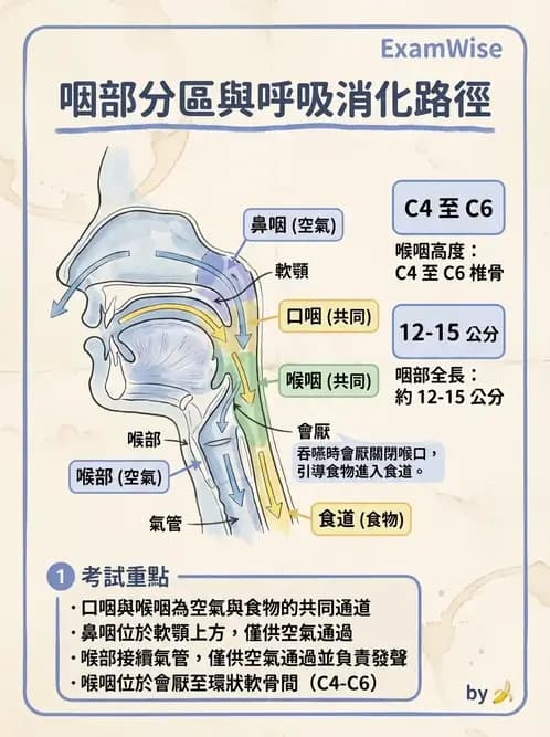物治 - 呼吸系統解剖 - AI 圖文解析預覽