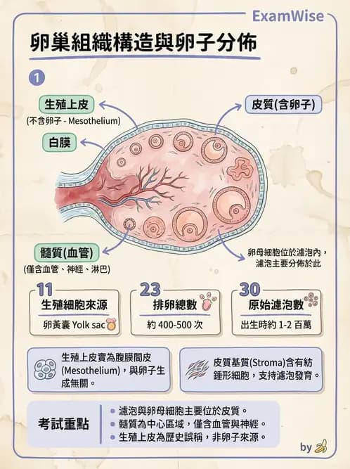 物治 - 消化泌尿生殖系統解剖 - AI 圖文解析預覽