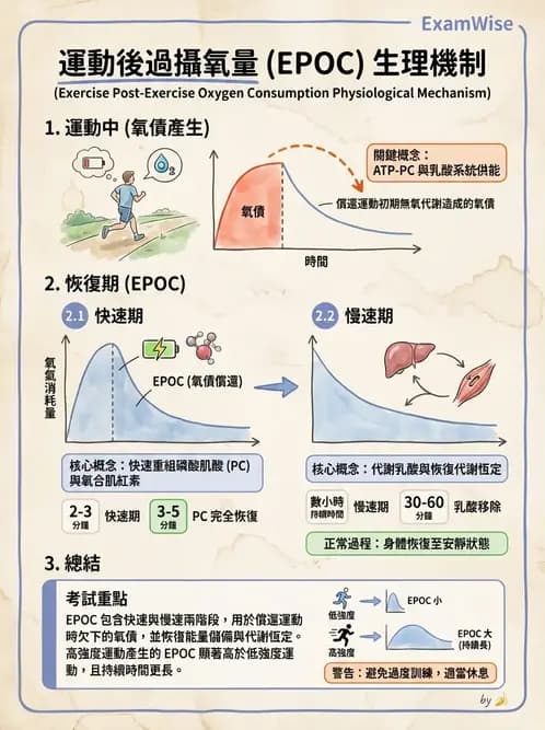 物治 - 能量代謝與運動適應 - AI 圖文解析預覽