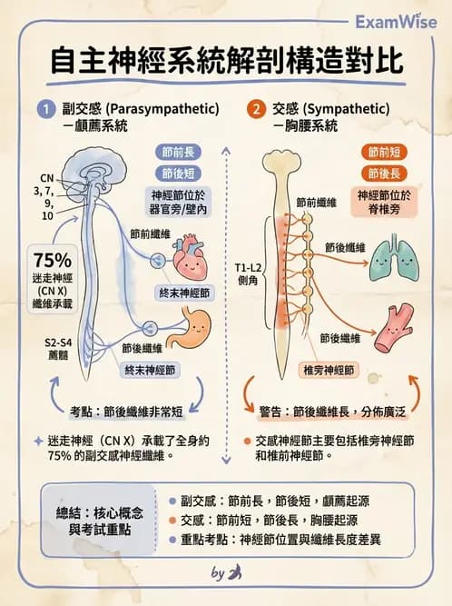 物治 - 周邊與自主神經解剖 - AI 圖文解析預覽
