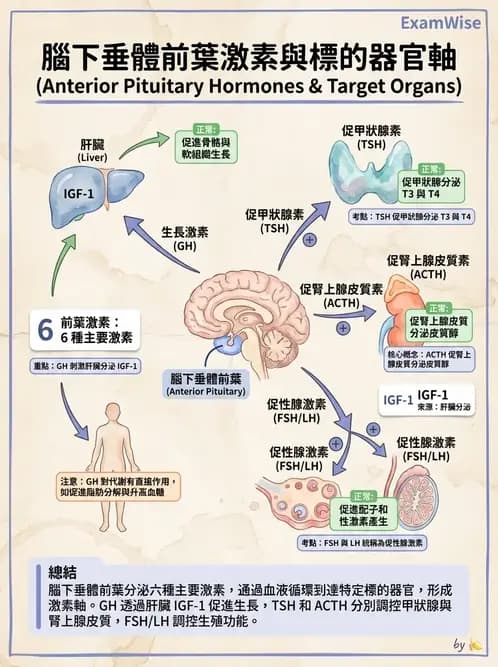 物治 - 內分泌系統生理 - AI 圖文解析預覽
