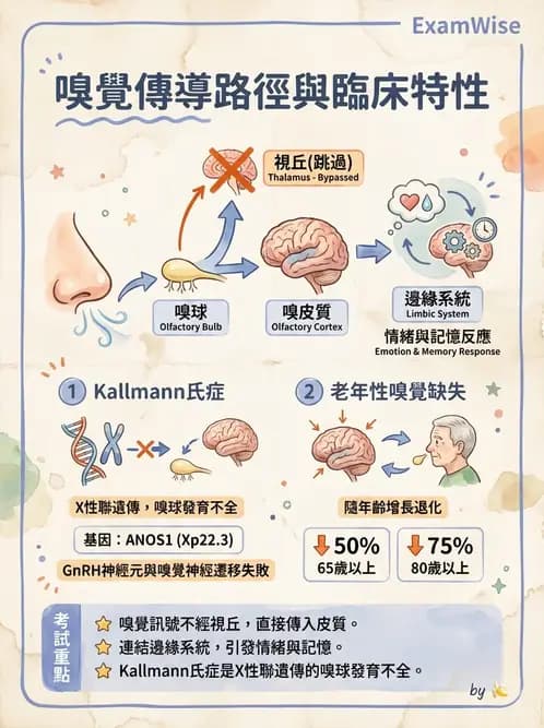 物治 - 神經系統生理 - AI 圖文解析預覽