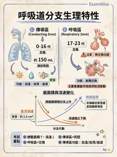 物治 - 呼吸生理 - AI 圖文解析預覽