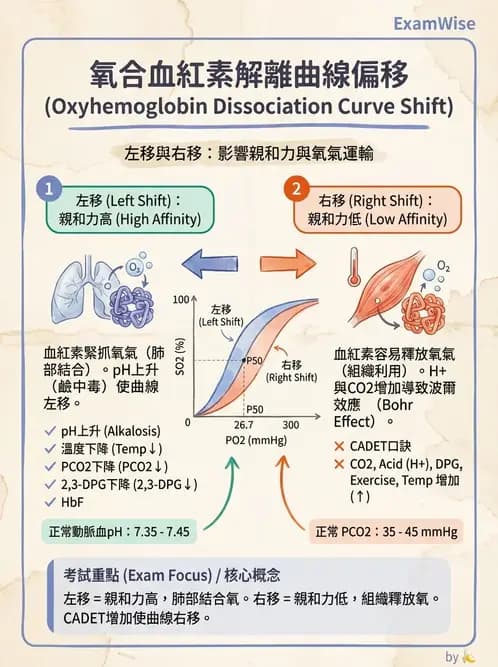 物治 - 呼吸生理 - AI 圖文解析預覽