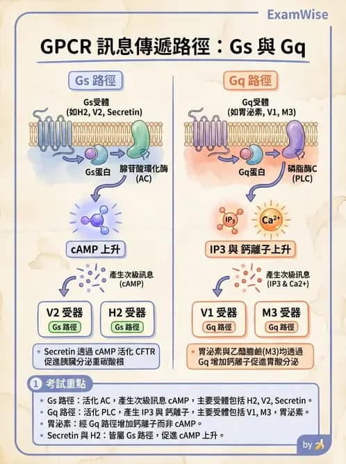 物治 - 內分泌系統生理 - AI 圖文解析預覽