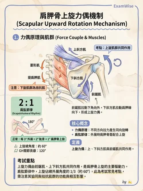 物治 - 肩關節複合體生物力學 - AI 圖文解析預覽