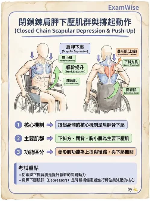 物治 - 肩關節複合體生物力學 - AI 圖文解析預覽