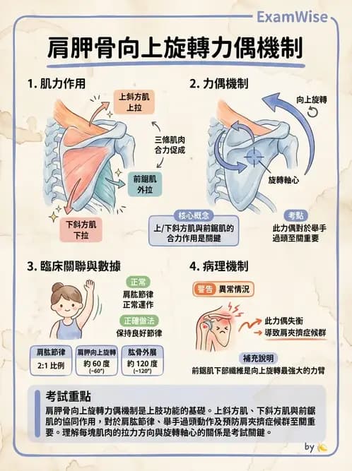 物治 - 肩關節複合體生物力學 - AI 圖文解析預覽