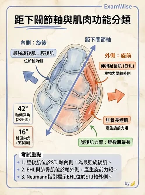 物治 - 踝與足部肌動學與生物力學 - AI 圖文解析預覽
