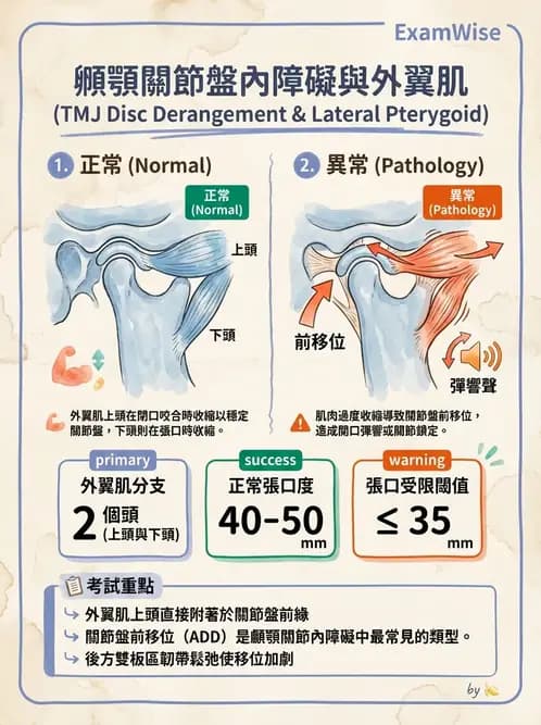 物治 - 顳顎關節肌動學與生物力學 - AI 圖文解析預覽