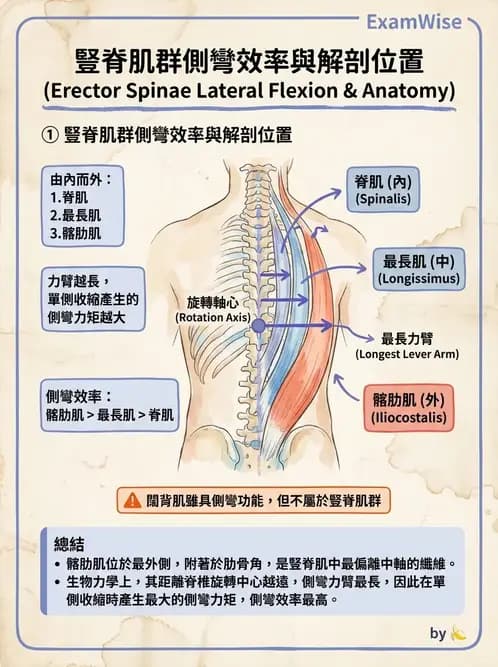 物治 - 軀幹肌動學與生物力學 - AI 圖文解析預覽