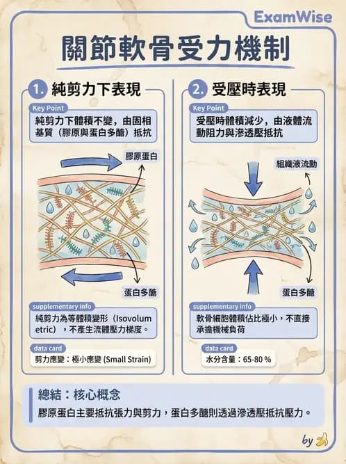 物治 - 組織生物力學 - AI 圖文解析預覽