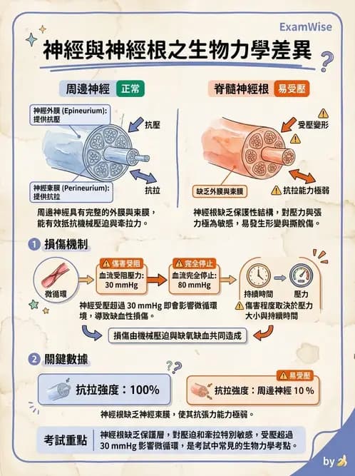 物治 - 組織生物力學 - AI 圖文解析預覽