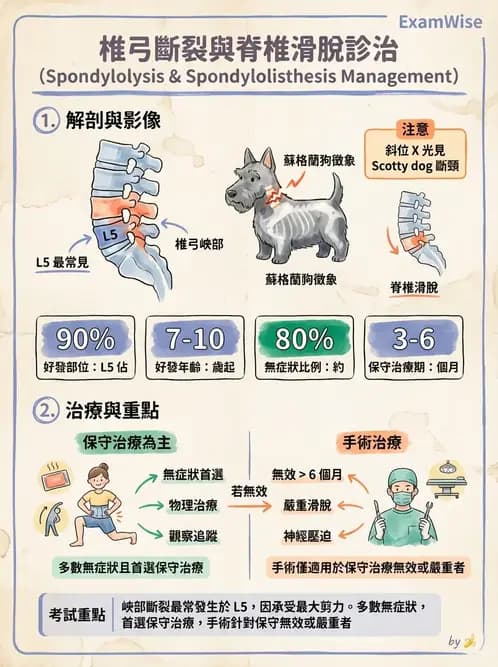 物治 - 骨科與外科疾病 - AI 圖文解析預覽