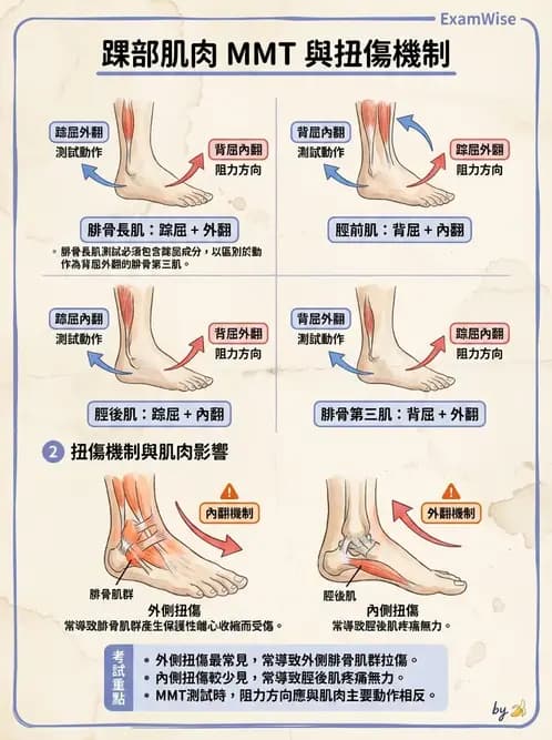 物治 - 下肢徒手肌力測試 - AI 圖文解析預覽