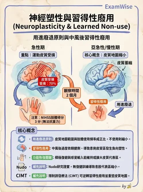 物治 - 神經可塑性 - AI 圖文解析預覽