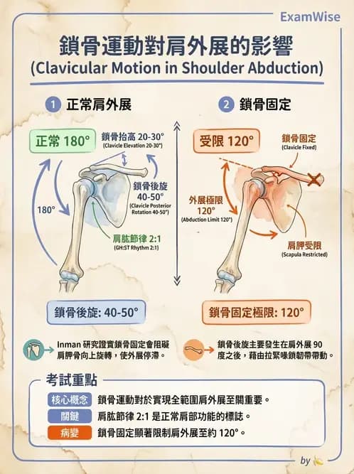 物治 - 肩胛生物力學與神經損傷 - AI 圖文解析預覽