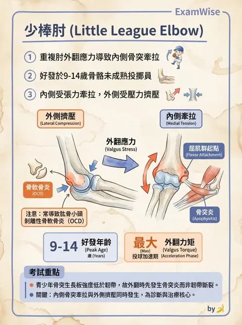 物治 - 肘及前臂關節 - AI 圖文解析預覽