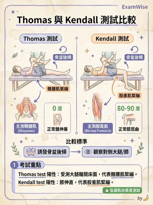 物治 - 髖關節解剖與評估 - AI 圖文解析預覽