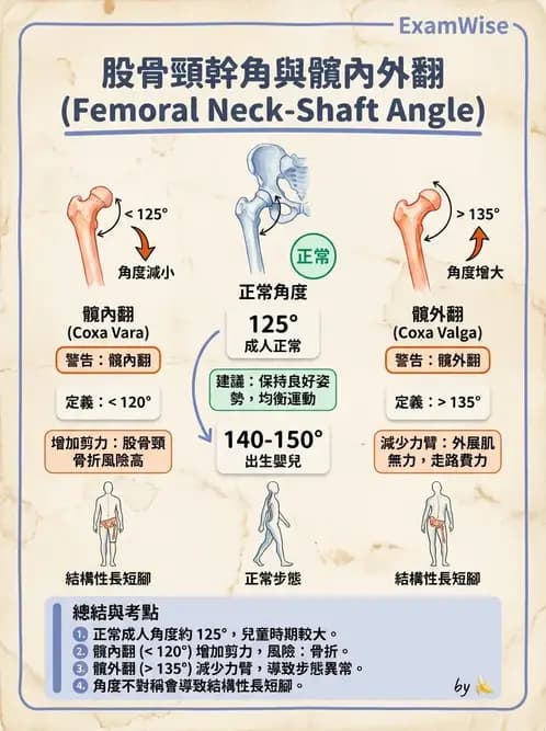 物治 - 髖關節解剖與評估 - AI 圖文解析預覽