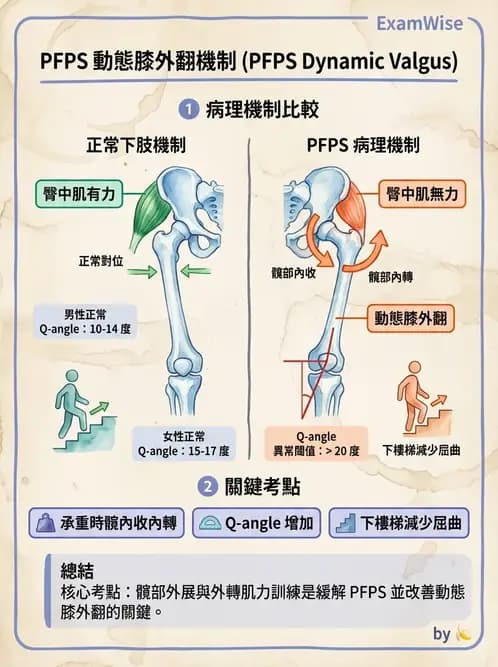物治 - 髕股關節疼痛與伸展機制 - AI 圖文解析預覽