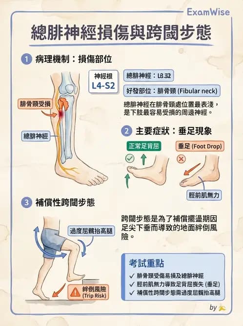 物治 - 踝關節損傷與復健 - AI 圖文解析預覽