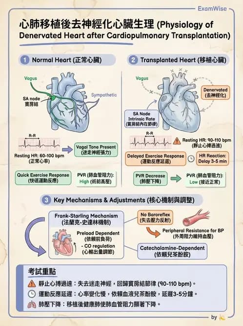 物治 - 胸腔手術、肺移植與呼吸器 - AI 圖文解析預覽