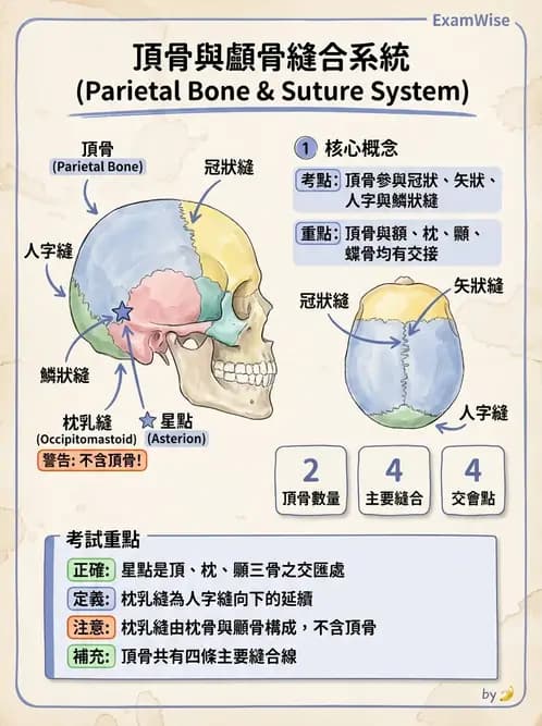 物治 - 骨骼與關節解剖 - AI 圖文解析預覽
