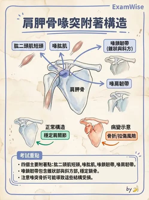 物治 - 上肢與頭頸肌肉解剖 - AI 圖文解析預覽