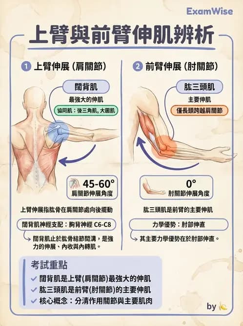 物治 - 上肢與頭頸肌肉解剖 - AI 圖文解析預覽