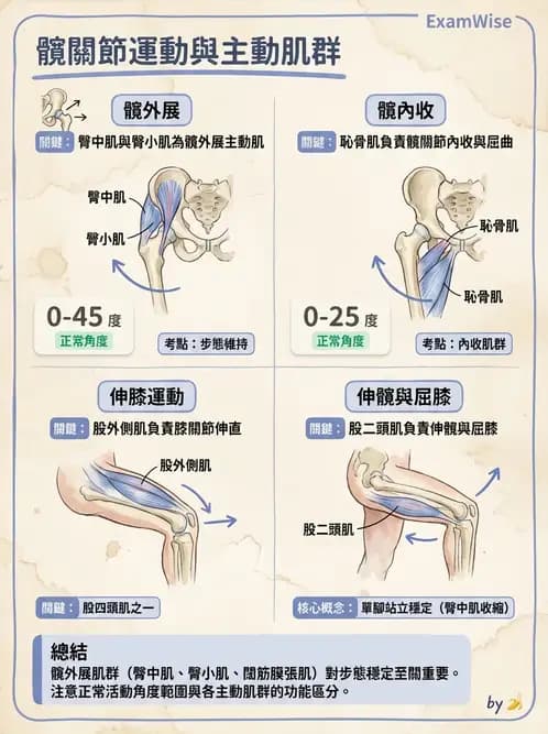 物治 - 軀幹與下肢肌肉解剖 - AI 圖文解析預覽
