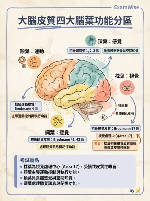 物治 - 中樞神經系統解剖 - AI 圖文解析預覽