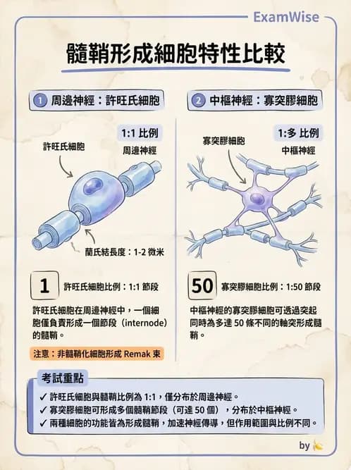 物治 - 周邊與自主神經解剖 - AI 圖文解析預覽