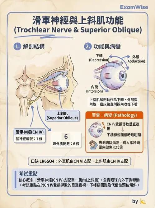 物治 - 腦神經與脊神經解剖 - AI 圖文解析預覽