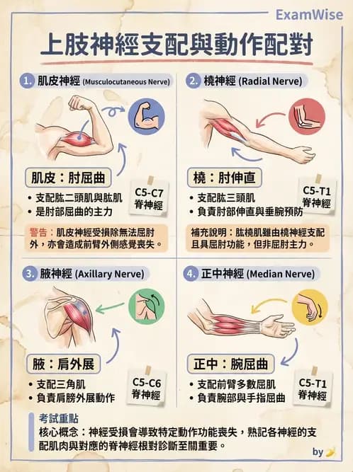 物治 - 周邊與自主神經解剖 - AI 圖文解析預覽