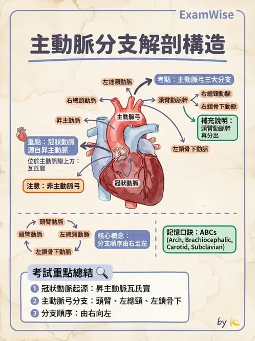 物治 - 心臟血管與血液解剖 - AI 圖文解析預覽