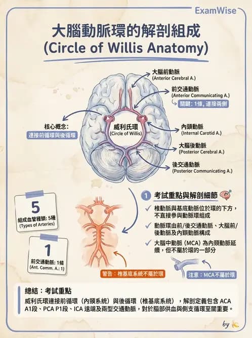 物治 - 心臟血管與血液解剖 - AI 圖文解析預覽
