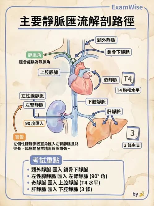 物治 - 心臟血管與血液解剖 - AI 圖文解析預覽