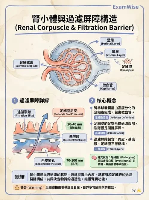 物治 - 消化泌尿生殖系統解剖 - AI 圖文解析預覽