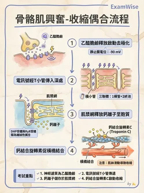 物治 - 肌肉收縮與纖維特性 - AI 圖文解析預覽