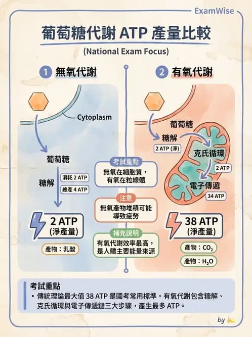 物治 - 能量代謝與運動適應 - AI 圖文解析預覽